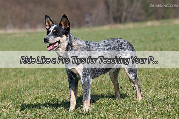 Ride Like a Pro Tips for Teaching Your Pup to Be a Courteous Car Companion